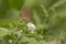 Ringlet butterfly extracting nectar from Blackberry