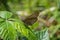 Ringlet Butterfly with its wings up on a shiny leaf