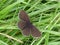 Ringlet butterfly with outstretched wings on damp grass