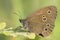 A ringlet butterfly on Southampton Common