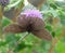 Ringlet butterfly upside down on thistle