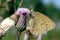 Ringlet, Furry Butterfly