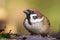 Ringmus, Eurasian Tree Sparrow, Passer montanus