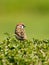 Ringmus, Eurasian Tree Sparrow, Passer montanus