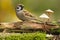 Ringmus, Eurasian Tree Sparrow, Passer montanus