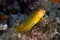 Ringneck blenny Parablennius pilicornis