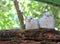 Ringneck Dove Chicks (Streptopelia roseogrisea)