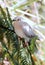 Ringneck Dove (Streptopelia roseogrisea)