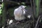 Ringneck Dove (Streptopelia roseogrisea) juvenille
