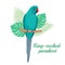 Ringneck parakeet parrot Vector illustration. Cartoon bird isolated on white background