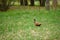 Ringneck Pheasant Phasianus colchicus