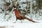 Ringneck Pheasant walking on the snow in winter