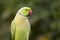 Ringnecked Parakeet