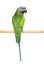 Ringnecked Parakeet on white background