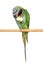 Ringnecked Parakeet on a wooden pole