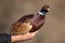 Ringnecked pheasant male, Phasianus colchicus, in a man`s hand