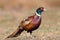 Ringnecked pheasant male, Phasianus colchicus, in natural habitat