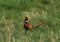 Ringnecked Pheasant Rooster