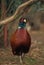Ringnecked Pheasant Rooster