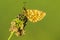 Ringoogparelmoervlinder, Bog Fritillary, Boloria eunomia