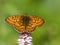 Ringoogparelmoervlinder, Bog Fritillary, Boloria eunomia