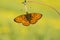 Ringoogparelmoervlinder, Bog Fritillary, Boloria eunomia