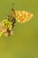 Ringoogparelmoervlinder, Bog Fritillary, Boloria eunomia