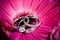 Rings on purple flower