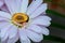 rings on white daisy love Valentine& x27;s Day gerbera and wedding gold