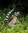 Ringstaartmaki, Ring-tailed Lemur, Lemur catta