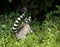 Ringstaartmaki, Ring-tailed Lemur, Lemur catta