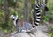 Ringstaartmaki, Ring-tailed Lemur, Lemur catta