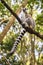 Ringtail Lemur