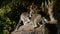 Ringtail lemur jumping in a rock with a group of lemurs sunbathing