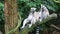 Ringtail lemur looking around in singapore zoo