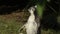 Ringtail lemur sunbatuing in a zoo park