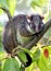 Ringtail possum seen in backyard garden, perched in the fork of a Cherry blossom tree.