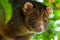 Ringtail Possum Shallow Focus