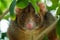 Ringtail Possum Shallow Focus