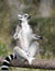 Ringtailed lemur