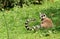 Ringtailed lemur lemur catta