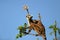 Ringtailed lemur with small baby