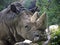 Rinoceronte rhino