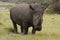 Rinoceros male grazing