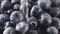 Rinsing fresh ripe blueberries closeup