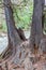 Rio Azur river and Montezuma cypress Taxodium mucronatum , Guatema