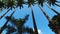 Rio De Janeiro Botanical Garden, Brazil. Low Angle Spinning View of Royal Palms