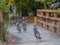 Rio Grande Wild Turkeys going for a group hike