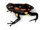 Rio Santiago Poison-Dart Frog