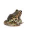 Riobamba marsupial frog on white